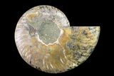 Cut & Polished Ammonite Fossil (Half) - Crystal Pockets #158049-1